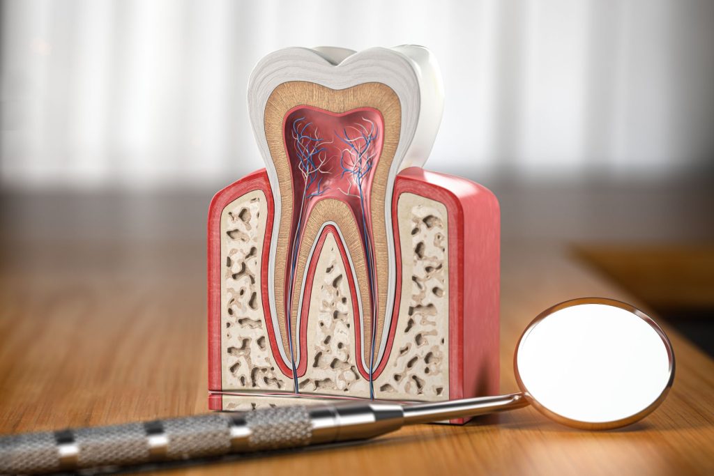 Why is it important to know the anatomy of your teeth? Let’s get to know your teeth